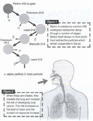 RADON/RADONXRAY.jpg